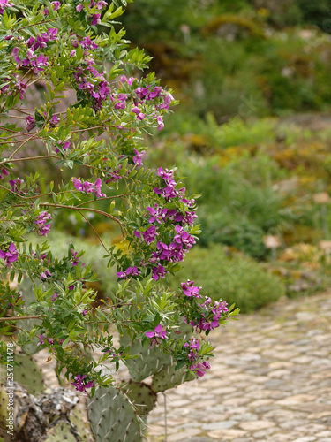 Polygala myrtifolia - Polygale à feuilles de Myrte, un arbuste ornemental aux petites fleurs pourpre et rose photo