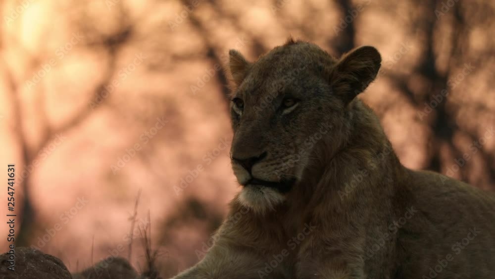 Sleepy male lion during sunset in South Africa Sleepy male lion during sunset in South Africa