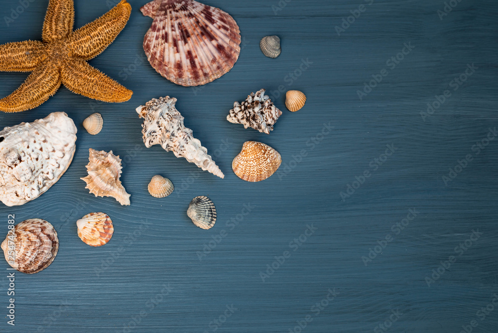 Seashells on a blue wooden background. flat lay. Copy space Seashells on a blue wooden background. flat lay. Copy space