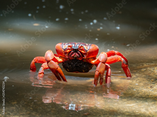 Christmas Island Red Crabs photo