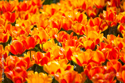 Colorful field of tulips, Netherlands. Keukenhof park, Holland. Flower background. © Mike Orlov