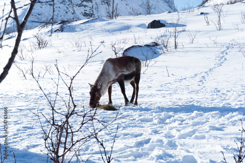wildes Rentier in Norwegen im Winter 