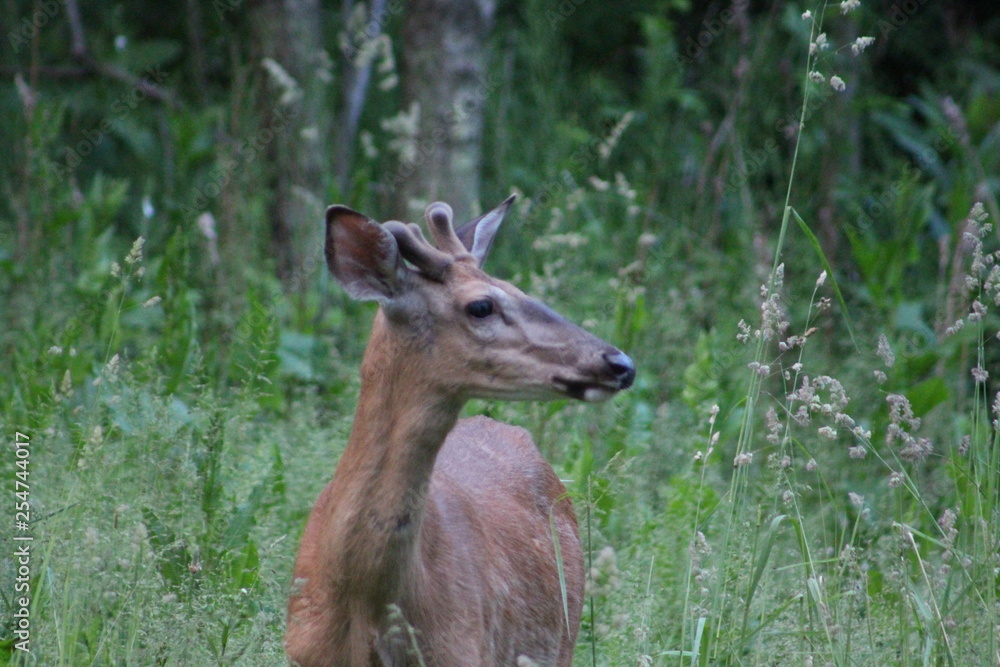 whitetail deer whitetail deer
