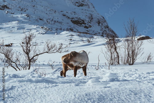 wildes Rentier in Winterlandschaft in Norwegen 