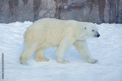 Polar bear is walking on a white snow. Ursus maritimus or Thalarctos Maritimus.