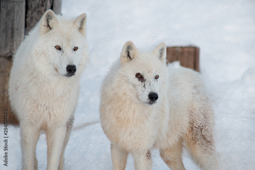Two wild alaskan tundra wolves are standing on the white snow. Canis lupus arctos. Polar wolf or white wolf.