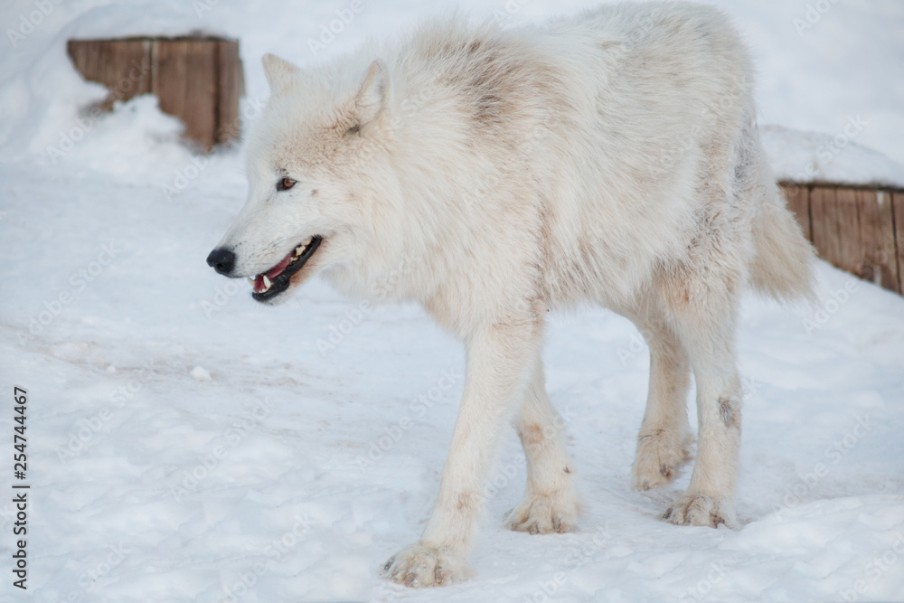 Wild alaskan tundra wolf is walking on white snow. Canis lupus arctos. Polar wolf or white wolf. Wild alaskan tundra wolf is walking on white snow. Canis lupus arctos. Polar wolf or white wolf.
