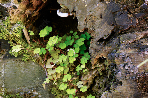 clover growing on rock