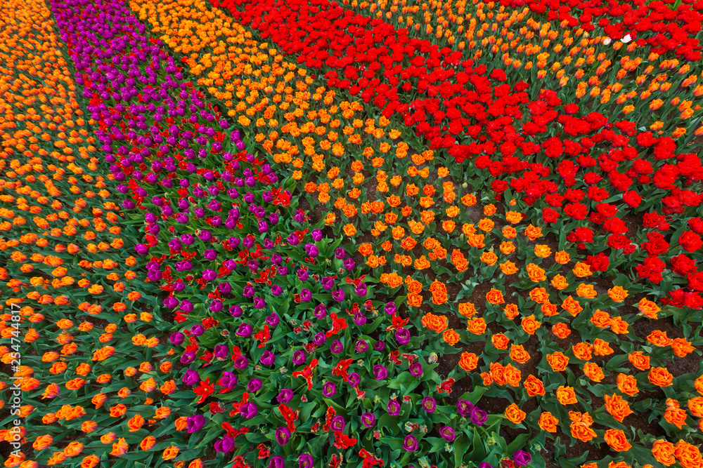 Colorful field of tulips, Netherlands. Keukenhof park, Holland. Flower background.