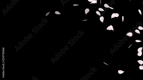 Wallpaper Mural Pink romantic falling petals of sakura or cherry. Looped 4K motion spring blossom graphic with Alpha channel. Torontodigital.ca