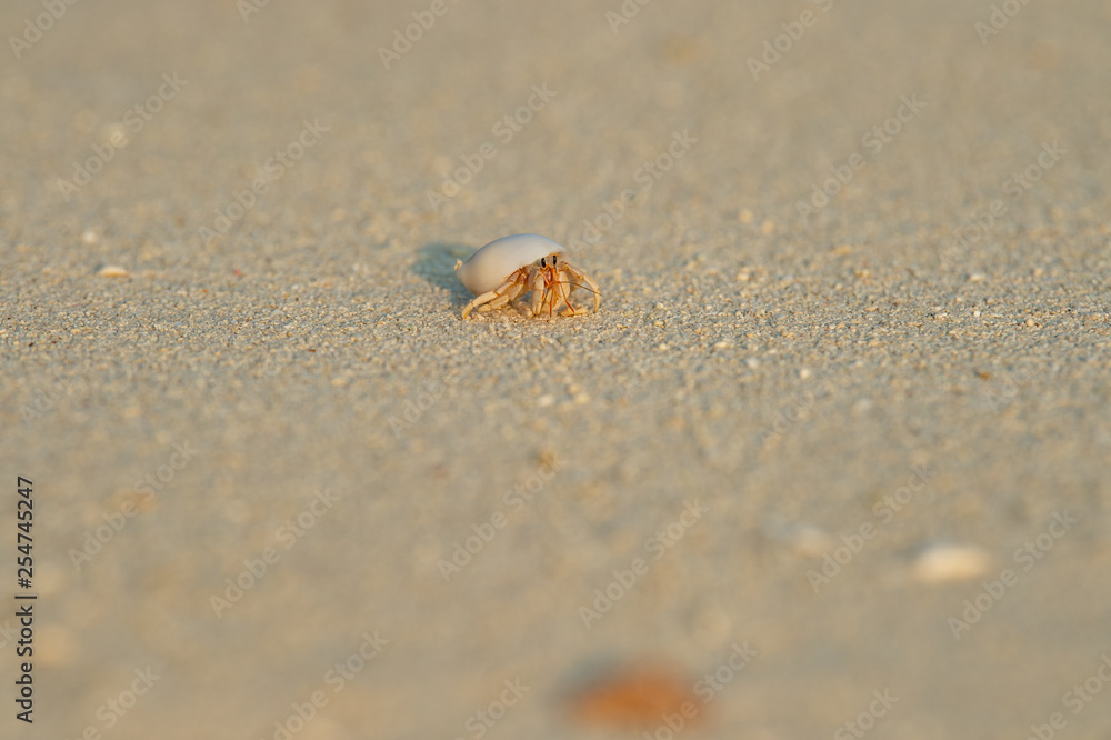Einsidlerkrebs am Strand