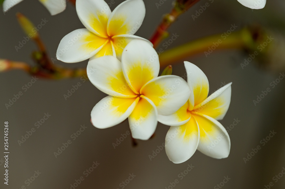 white and yellow flower white and yellow flower