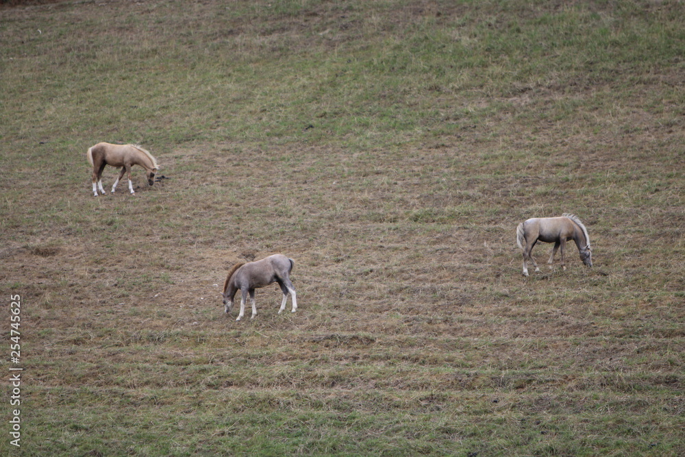 Horses in a field Horses in a field