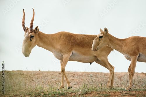 Saiga tatarica is listed in the Red Book, Chyornye Zemli (Black Lands) Nature Reserve, Kalmykia region, Russia photo