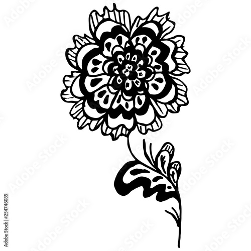 Fototapeta Naklejka Na Ścianę i Meble -  Engraved Vector Hand Drawn Illustrations Of Abstract Rose Flower Isolated on White. Hand Drawn Sketch of a Flower
