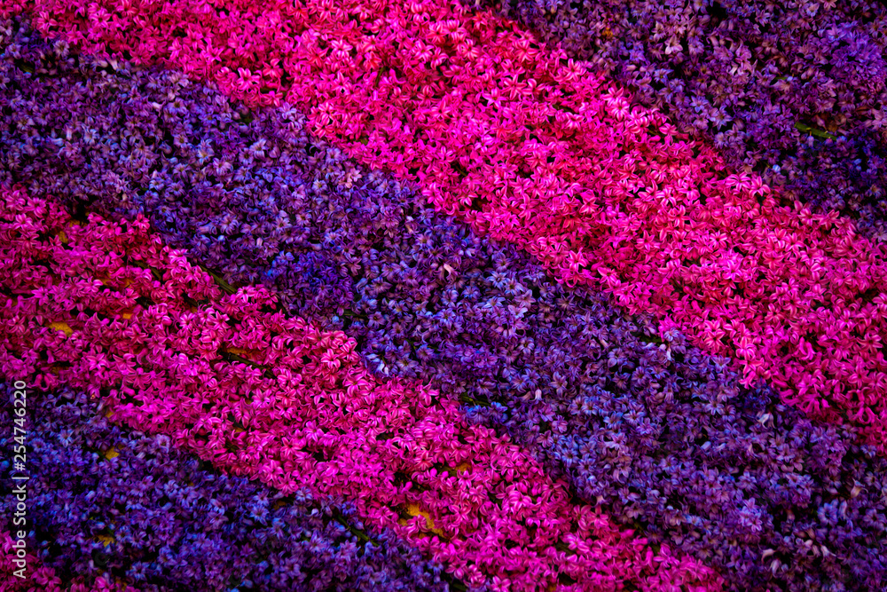 Fototapeta premium Beautiful purple and pink bells flowers as background