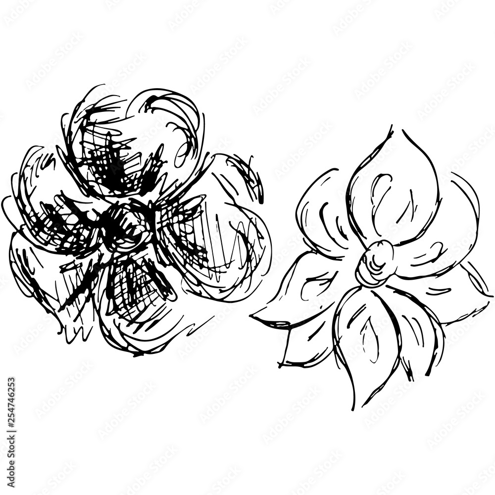 Engraved Vector Hand Drawn Illustrations Set Of Two Abstract Rose Flowers Isolated on White. Hand Drawn Sketch of a Flower