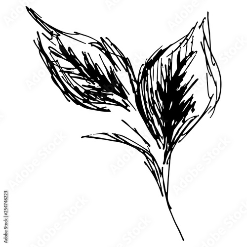 Sketch branch of leaves by hand on an isolated background. Hand drawn tea leaves