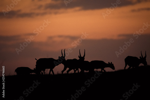 Silhouette of a saiga at sunset. Saiga tatarica is listed in the Red Book, Chyornye Zemli (Black Lands) Nature Reserve, Kalmykia region, Russia. photo