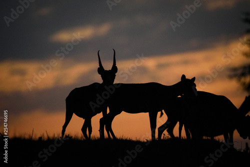 Silhouette of a saiga at sunset. Saiga tatarica is listed in the Red Book, Chyornye Zemli (Black Lands) Nature Reserve, Kalmykia region, Russia.