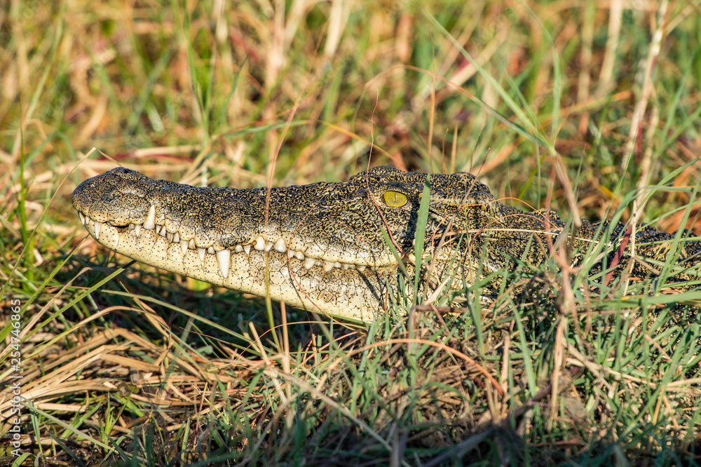 Fototapeta premium Krokodill