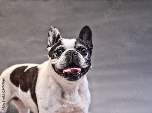 Boston Terrier and French Bulldog Portrait © Katie