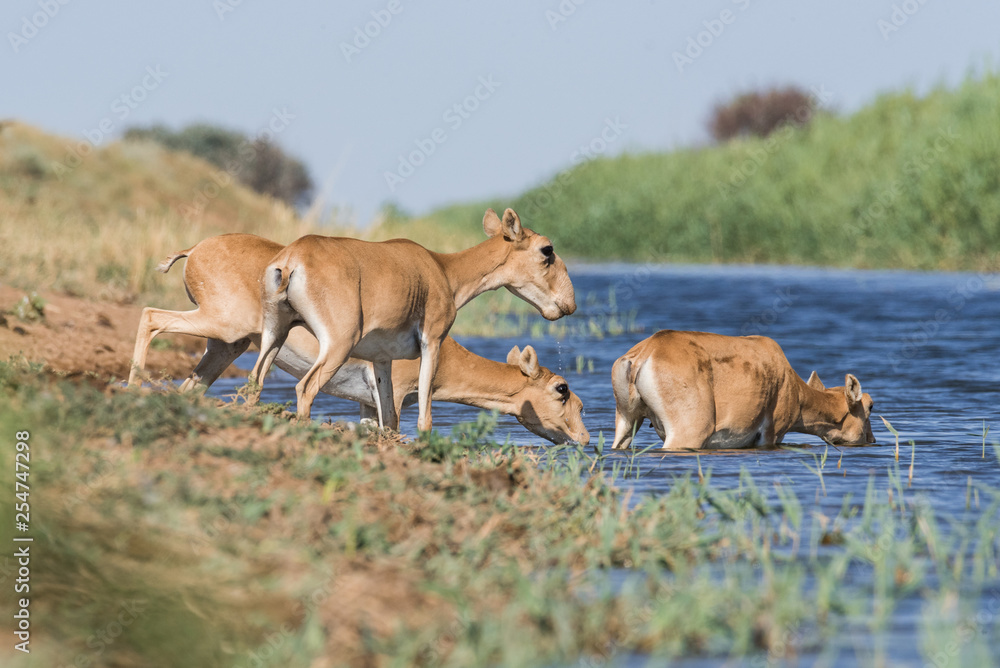 Saigas at a watering place drink water and bathe during strong heat and drought. Saiga tatarica is listed in the Red Book, Chyornye Zemli (Black Lands) Nature Reserve, Kalmykia region, Russia. Saigas at a watering place drink water and bathe during strong heat and drought. Saiga tatarica is listed in the Red Book, Chyornye Zemli (Black Lands) Nature Reserve, Kalmykia region, Russia.