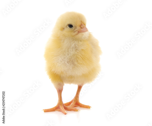 Small yellow chicken. © voren1