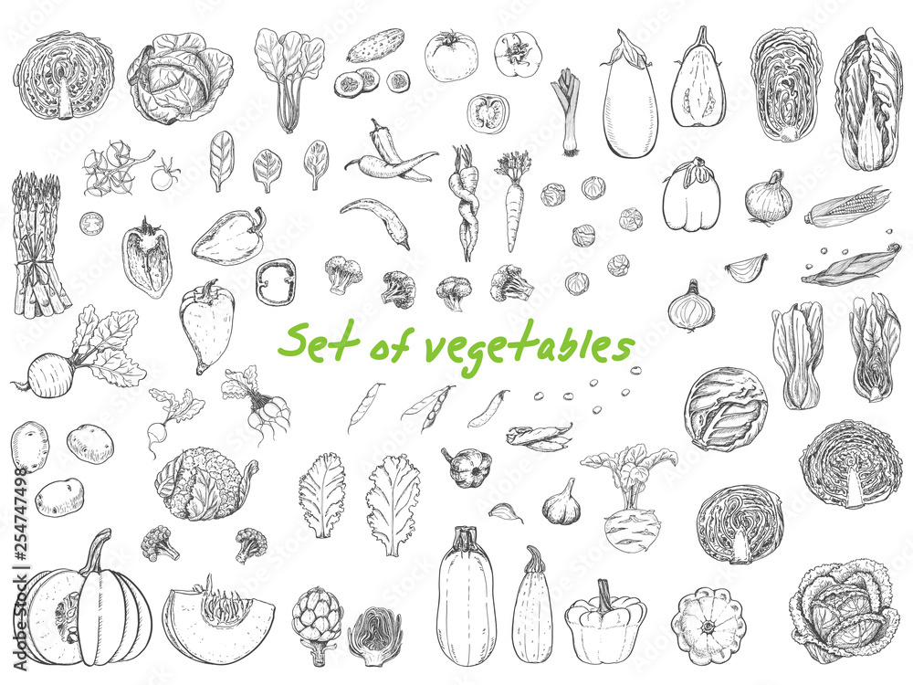 Big set with vegetables in sketch style