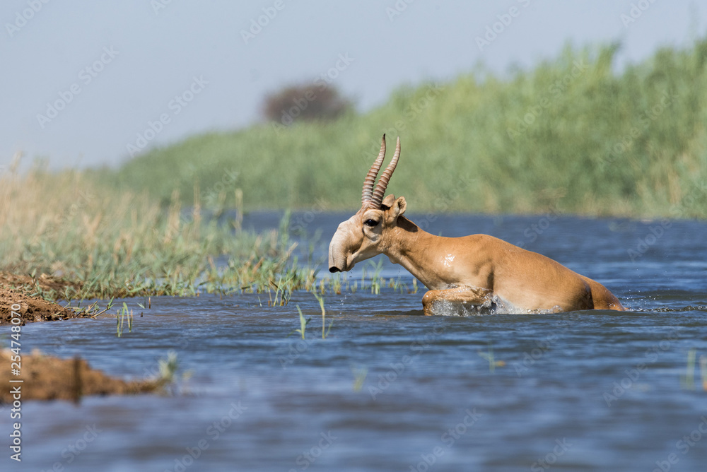 Saigas at a watering place drink water and bathe during strong heat and drought. Saiga tatarica is listed in the Red Book, Chyornye Zemli (Black Lands) Nature Reserve, Kalmykia region, Russia. Saigas at a watering place drink water and bathe during strong heat and drought. Saiga tatarica is listed in the Red Book, Chyornye Zemli (Black Lands) Nature Reserve, Kalmykia region, Russia.