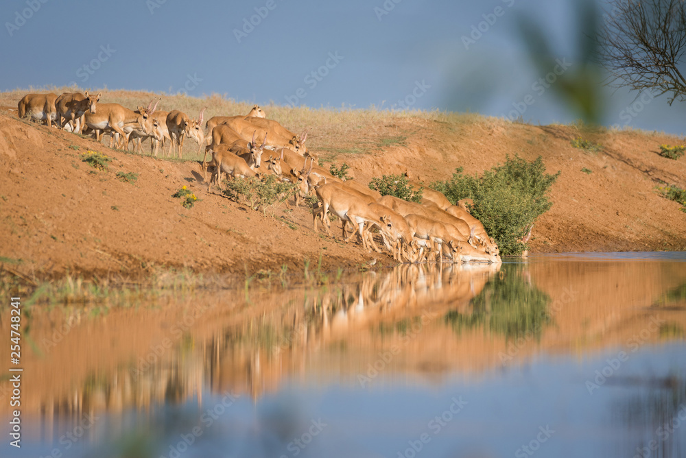 Saigas at a watering place drink water and bathe during strong heat and drought. Saiga tatarica is listed in the Red Book, Chyornye Zemli (Black Lands) Nature Reserve, Kalmykia region, Russia.