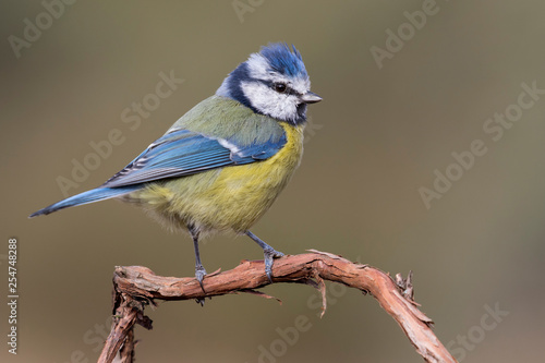 Blue tit (Eurasian blue tit, Cyanistes caeruleus) on the branch of a tree in the blurred background