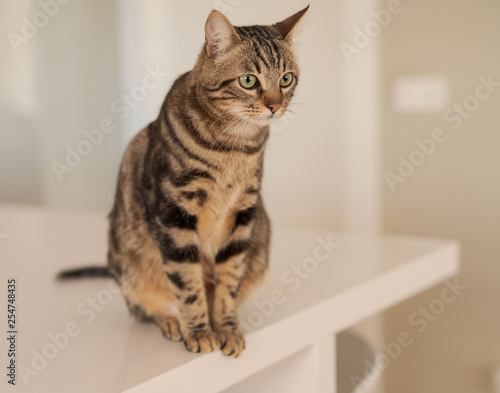 Fototapeta Naklejka Na Ścianę i Meble -  Beautiful short hair cat sitting on white table at home
