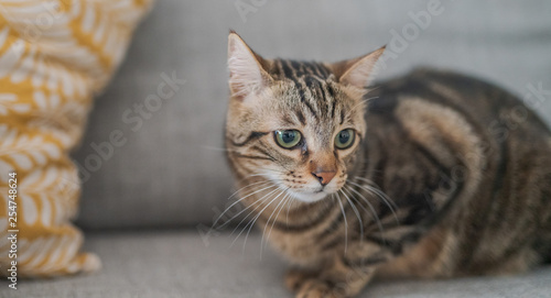 Fototapeta Naklejka Na Ścianę i Meble -  Beautiful short hair cat lying on the sofa at home