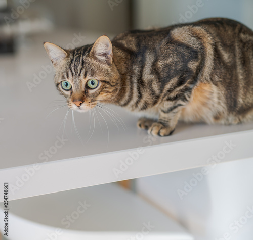 Cute short hair cat looking curious and snooping at home