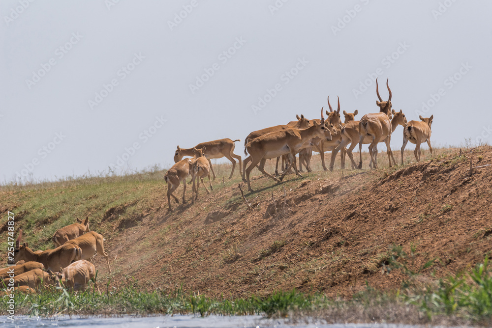 Saigas at a watering place drink water and bathe during strong heat and drought. Saiga tatarica is listed in the Red Book, Chyornye Zemli (Black Lands) Nature Reserve, Kalmykia region, Russia. Saigas at a watering place drink water and bathe during strong heat and drought. Saiga tatarica is listed in the Red Book, Chyornye Zemli (Black Lands) Nature Reserve, Kalmykia region, Russia.