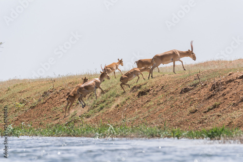 Saigas at a watering place drink water and bathe during strong heat and drought. Saiga tatarica is listed in the Red Book, Chyornye Zemli (Black Lands) Nature Reserve, Kalmykia region, Russia.