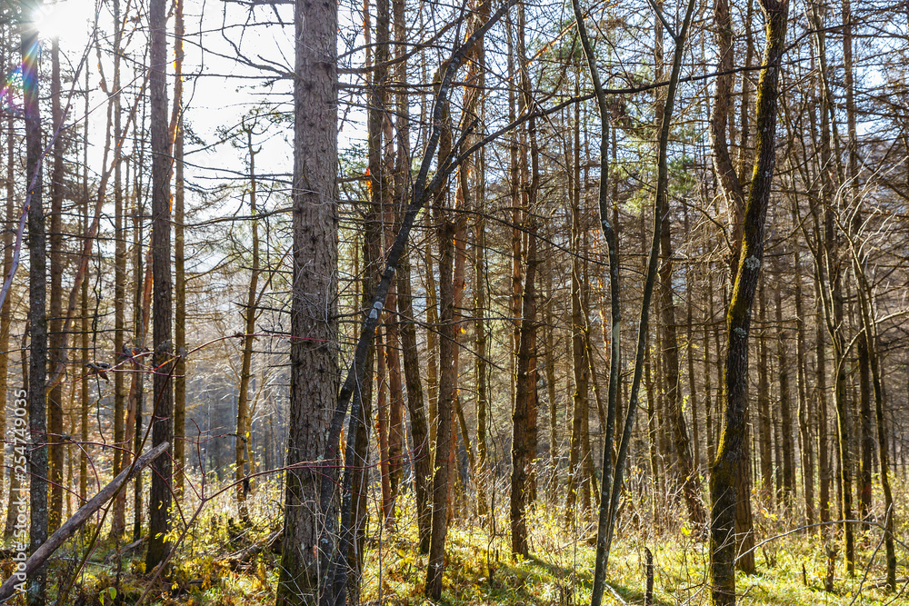 Fototapeta premium spruce forest, pinery, pine forest, Pine Tree, Fairy Forest untouched spruce forest