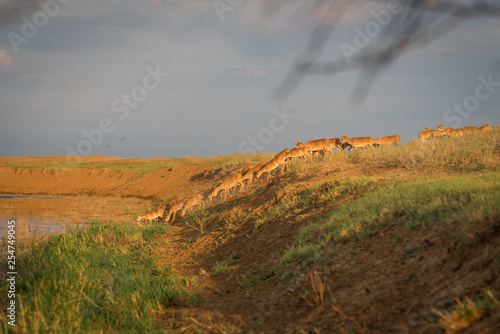 Saigas at a watering place drink water and bathe during strong heat and drought. Saiga tatarica is listed in the Red Book, Chyornye Zemli (Black Lands) Nature Reserve, Kalmykia region, Russia. photo