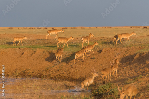 Saigas at a watering place drink water and bathe during strong heat and drought. Saiga tatarica is listed in the Red Book  Chyornye Zemli  Black Lands  Nature Reserve  Kalmykia region  Russia.