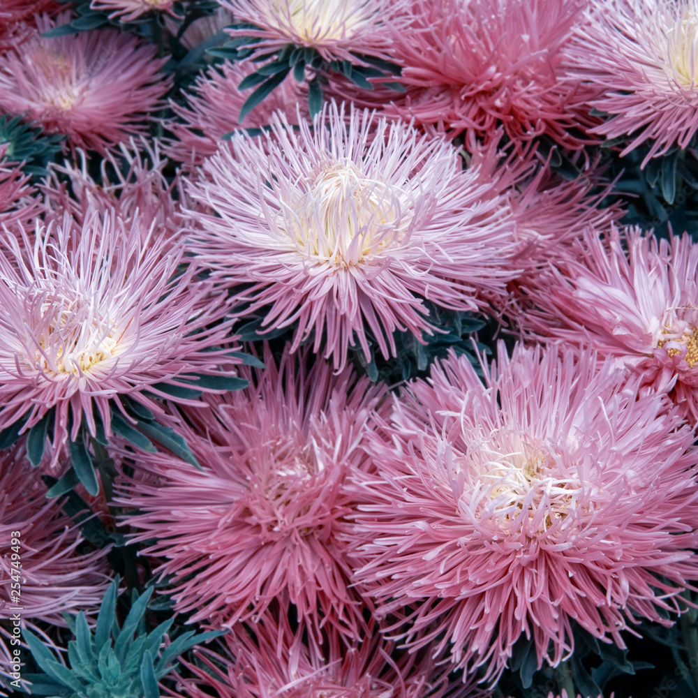 Fototapeta premium Beautiful flowers of asters on a flower bed.