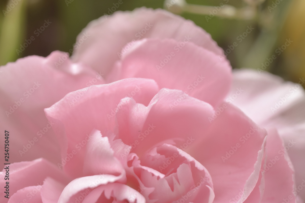 Pink carnation macro