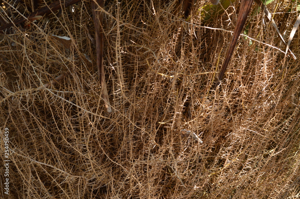 background of straw background of straw