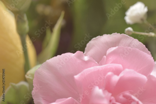Fototapeta Naklejka Na Ścianę i Meble -  Pink carnation macro