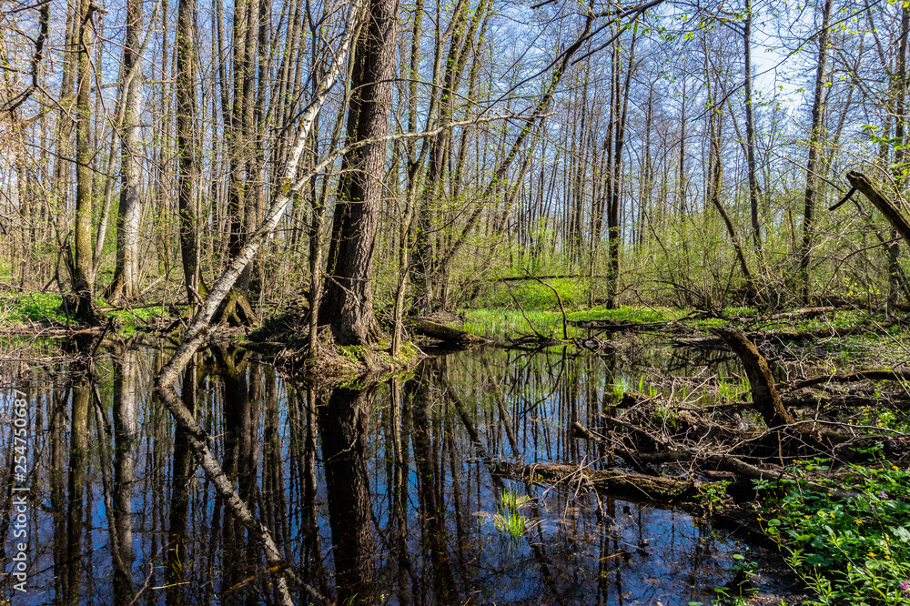 Reflection in lake of forest with fallen tree. Reflection in lake of forest with fallen tree.