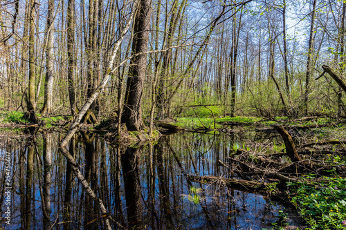 Reflection in lake of forest with fallen tree.