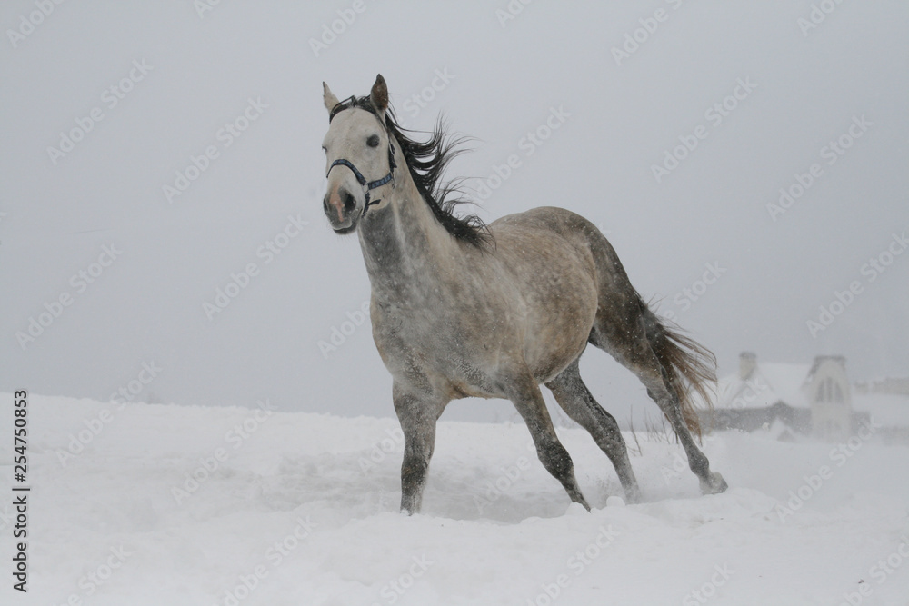 arab horse on a snow slope (hill) in winter.  The stallion is a cross between the Trakehner and Arabian breeds. In the background are trees and a house. The horse has closed eyes on the canter.