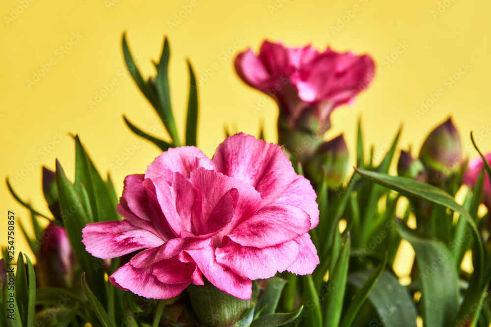 Ornate bouquet of blooming pink carnation flowers. Ornate bouquet of blooming pink carnation flowers.
