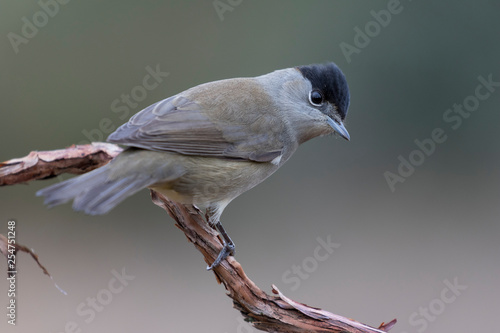 Male Blackcap (Sylvia atricapilla) perched on a branch against a blurred background