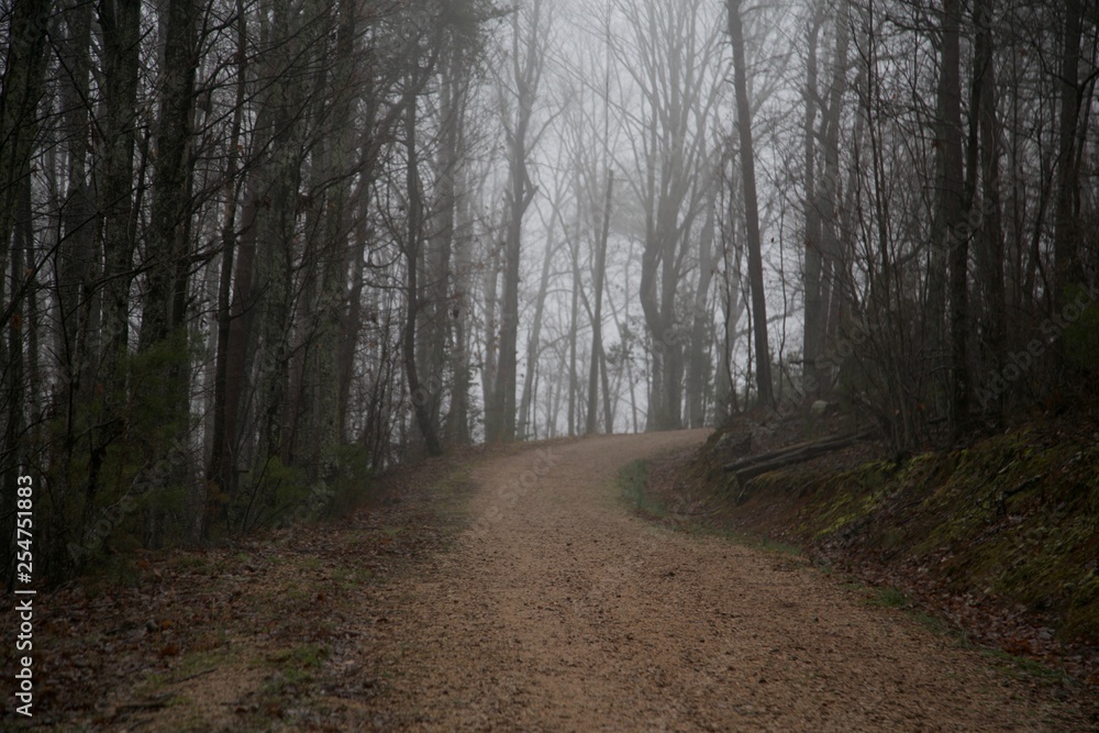 misty wooded path